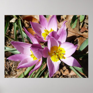 Póster Floral de primavera de cruces rosas