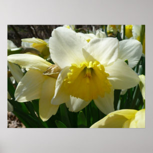 Póster Floral de primavera de Daffodil amarillo y blanco