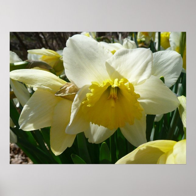 Póster Floral de primavera de Daffodil amarillo y blanco (Frente)