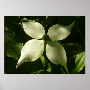 Póster Floral de primavera de Dogwood Blossom iluminada p