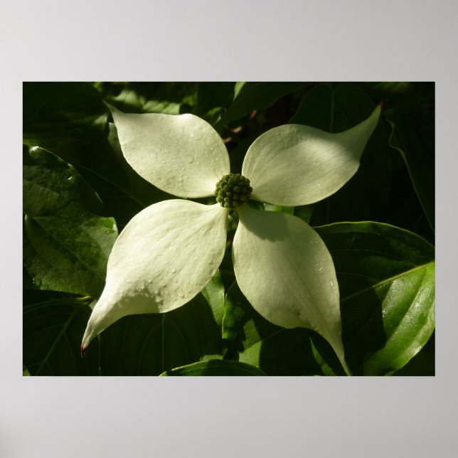 Póster Floral de primavera de Dogwood Blossom iluminada p (Frente)