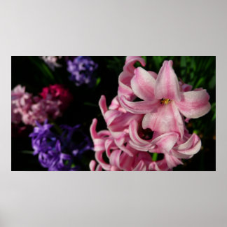 Póster Floral de primavera de Hyacint rosado