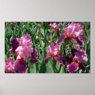 Póster Floral de primavera de irisis moradas