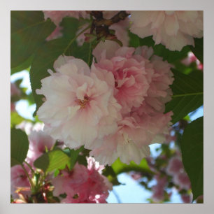 Póster Floral de primavera del árbol de cerezo doble flor