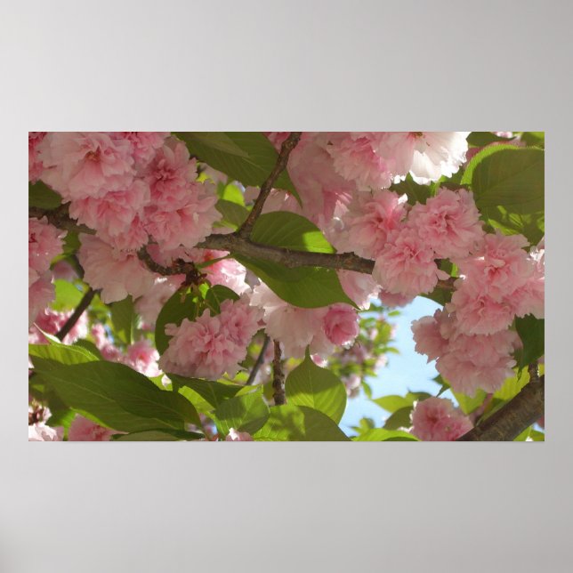 Póster Floral de primavera del árbol de cerezo III con do (Frente)
