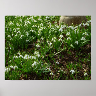 Póster Floral de primavera (Galanthus)