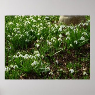 Póster Floral de primavera (Galanthus)