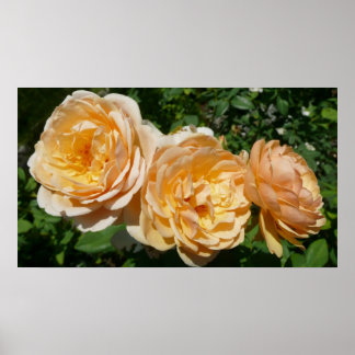 Póster Floral de Trío de Rosas de Peach
