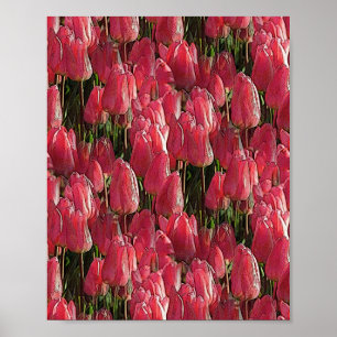 Póster Floral de tulipanes rosados