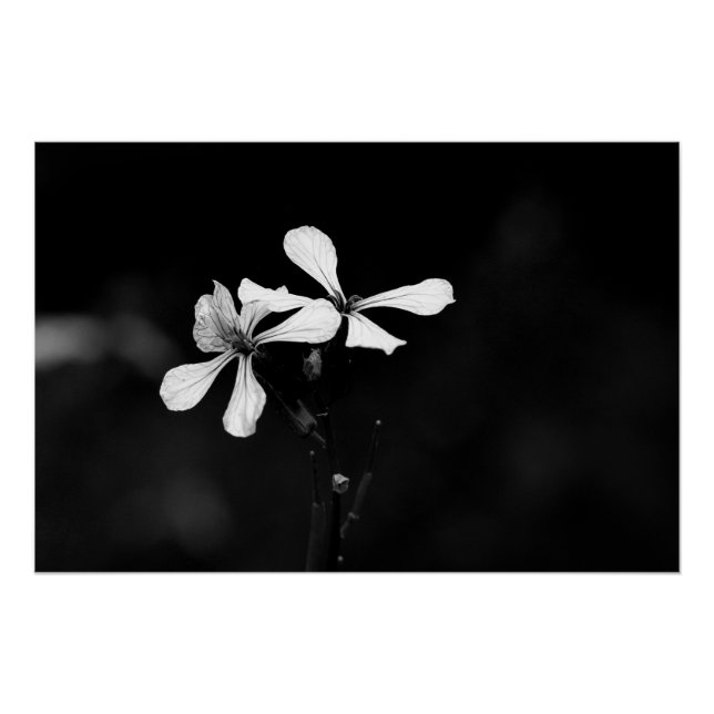 Póster floral en blanco y negro minimalista (Anverso)