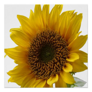 Poster floral girasol