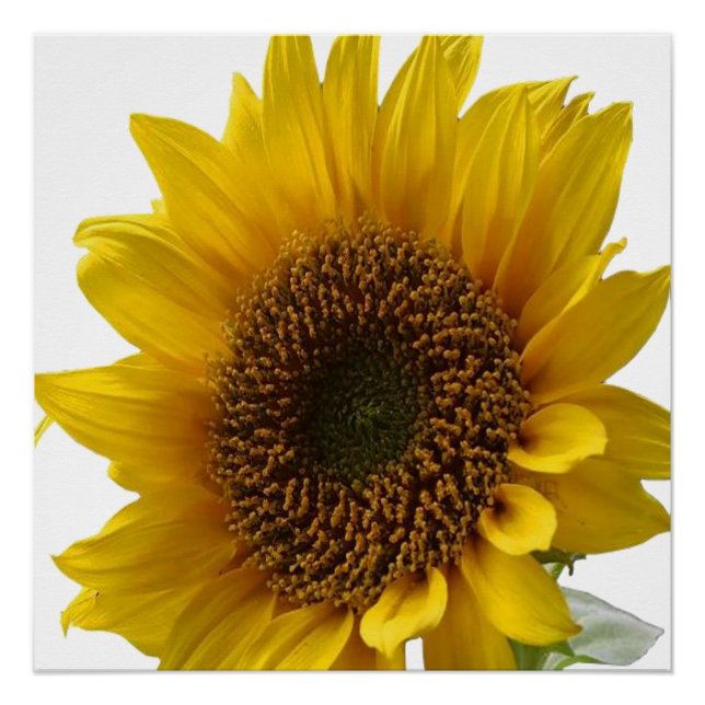 Poster floral girasol (Anverso)