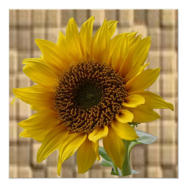 Poster floral girasol (Anverso)