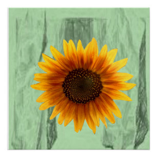 Poster floral girasol