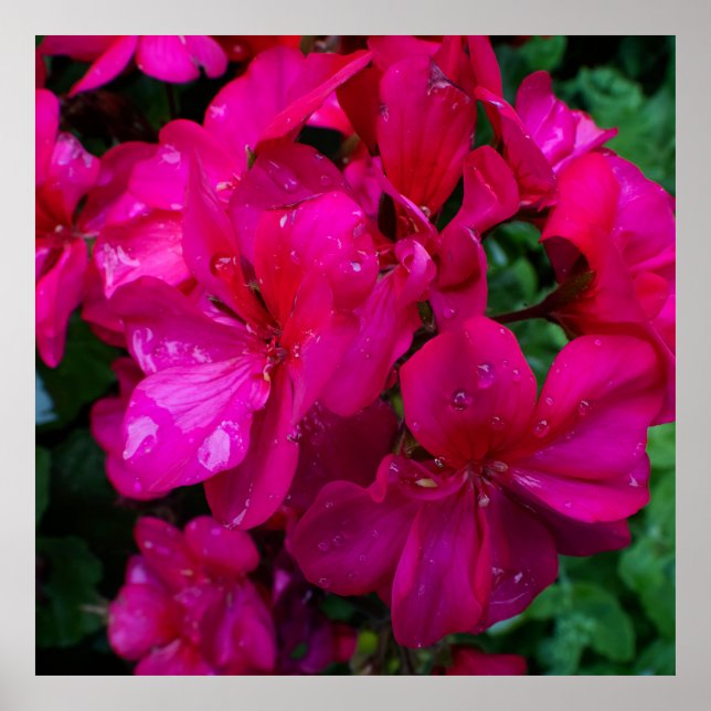 Póster Floral Húmeda (Frente)