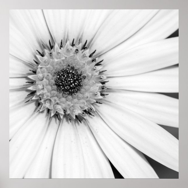 Póster Floral monocroma de margarita africana (Frente)