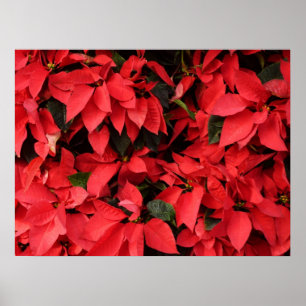 Póster Floral navideña de Navidades de la Poinsettias Roj