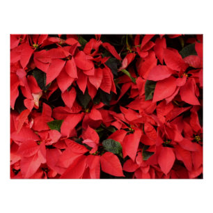 Póster Floral navideña de Navidades de la Poinsettias Roj