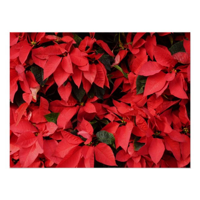 Póster Floral navideña de Navidades de la Poinsettias Roj (Anverso)