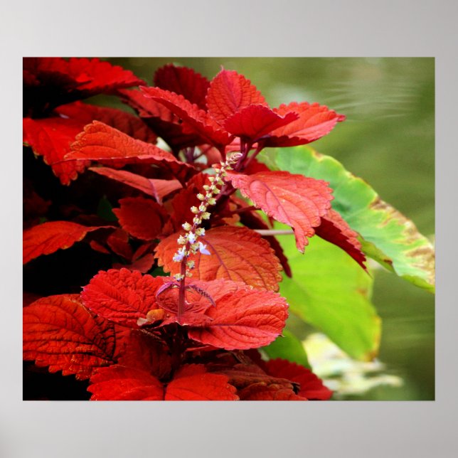 Póster Floral Pond (Frente)