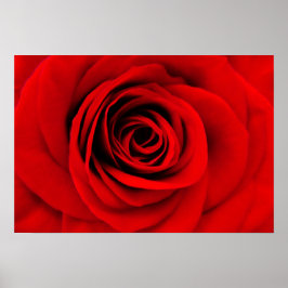 Póster Floral rosa roja