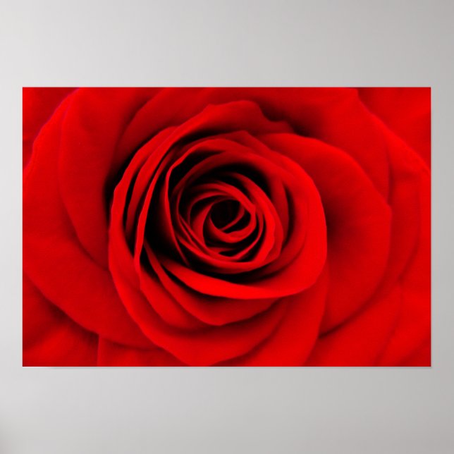 Póster Floral rosa roja (Frente)