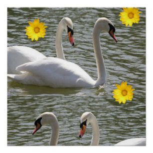 Poster floral Swan