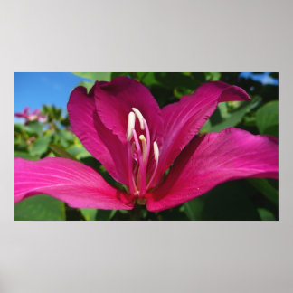 Póster Floral tropical