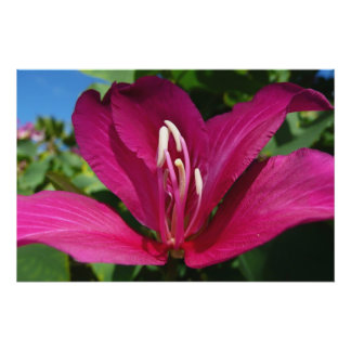 Póster Floral tropical