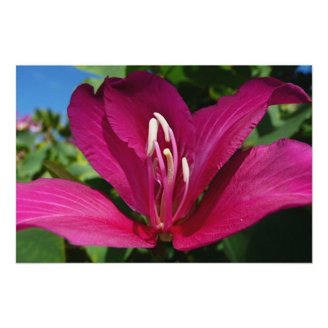 Póster Floral tropical (Anverso)