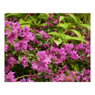 Póster Floral Tropical Morada Bougainvillea