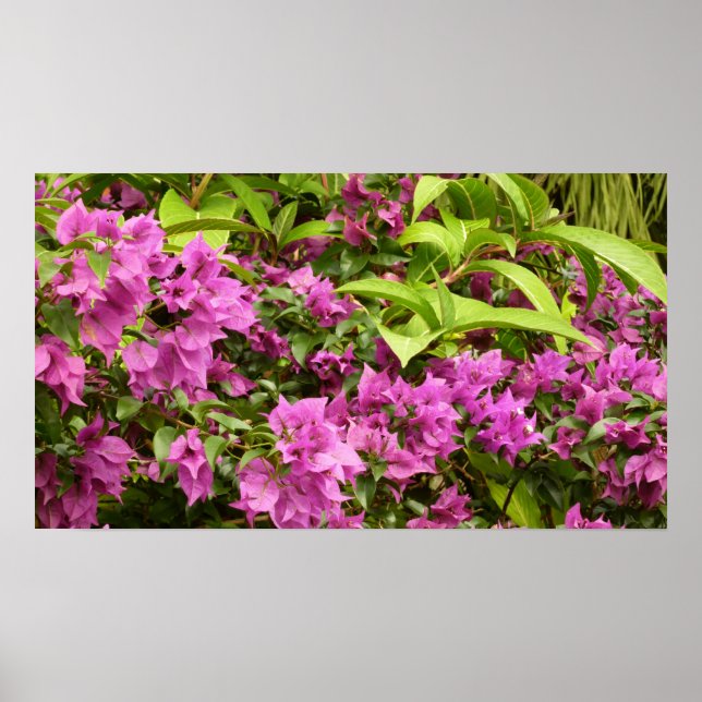 Póster Floral Tropical Morada Bougainvillea (Frente)