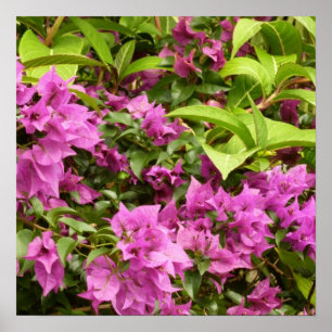 Póster Floral Tropical Morada Bougainvillea