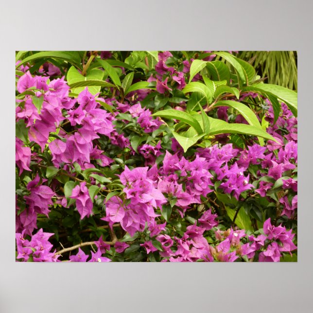 Póster Floral Tropical Morada Bougainvillea (Frente)