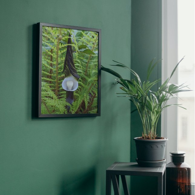 Póster Floral Woodland Jack-in-the-Pulpit (In Situ)