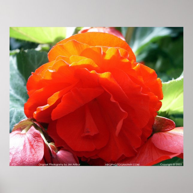 Póster Floralscape/JDA030408107 (Frente)