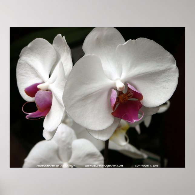 Póster Floralscape/JDA030408109 (Frente)