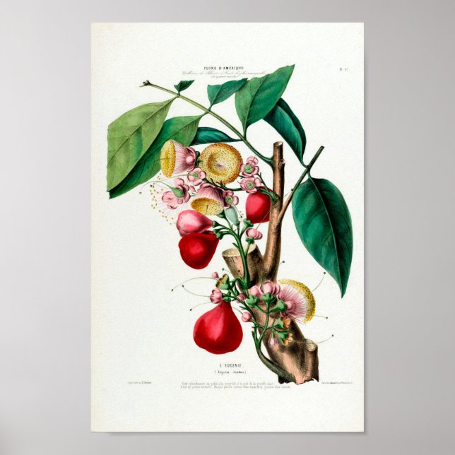 Póster Flore botánica de frutas venecianas de la Eugenie  (Frente)