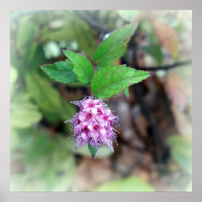 Póster Florecer en otoño (Frente)