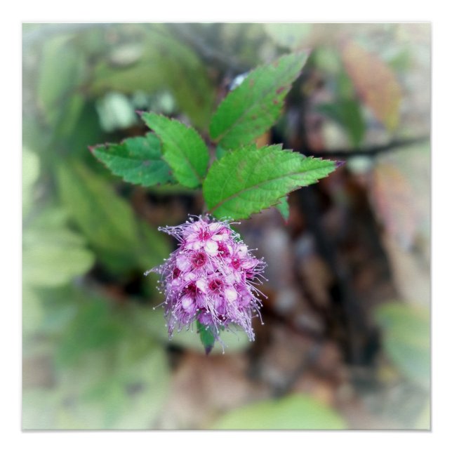 Póster Florecer en otoño (Anverso)