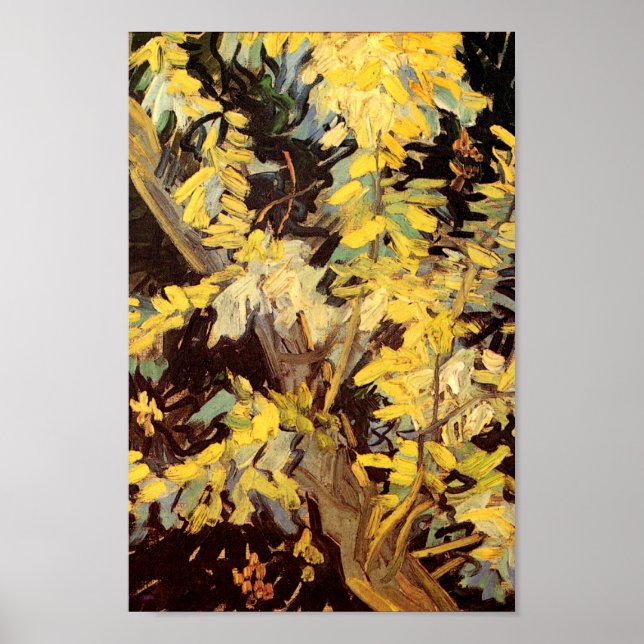 Póster Floreciente Acacia Branches Van Gogh Bella Artes (Frente)