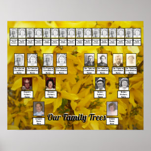 Póster Floreciente foto de Forsythia Bush dos árboles fam