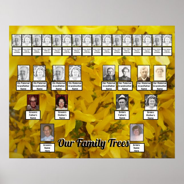 Póster Floreciente foto de Forsythia Bush dos árboles fam (Frente)