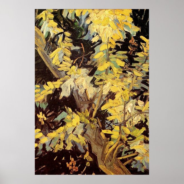 Póster Floreciente ramas de Acacia Vincent van Gogh. (Frente)
