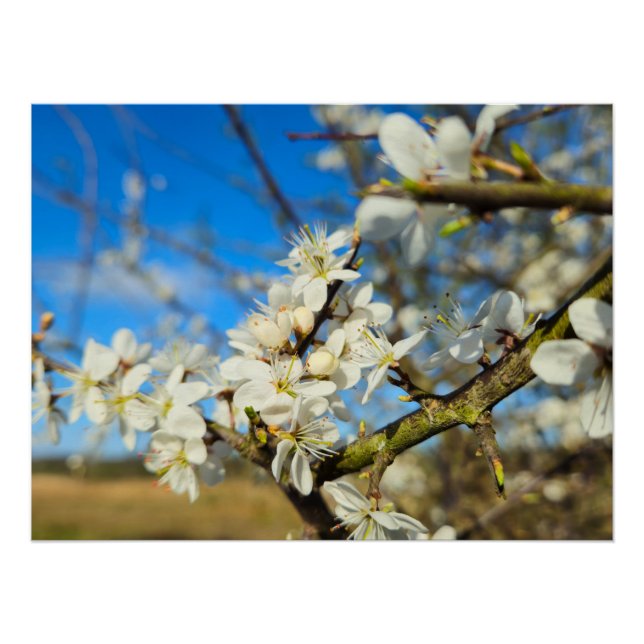 Póster Florecimiento (Anverso)