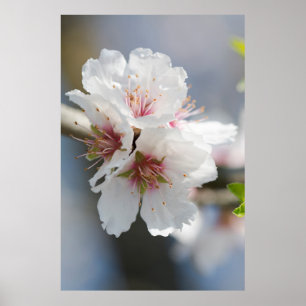 Póster Florecimiento de almendra