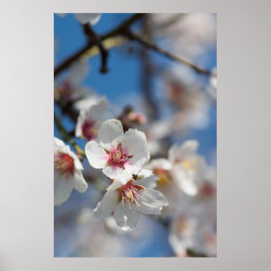 Póster Florecimiento de almendra