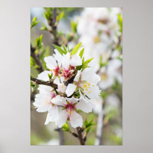 Póster Florecimiento de almendra