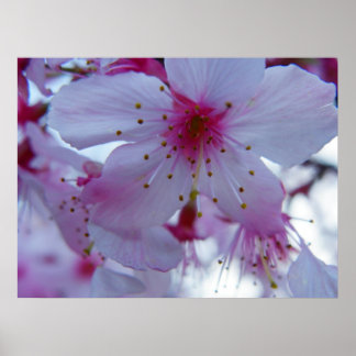 Póster Florecimiento de cerezo japonés