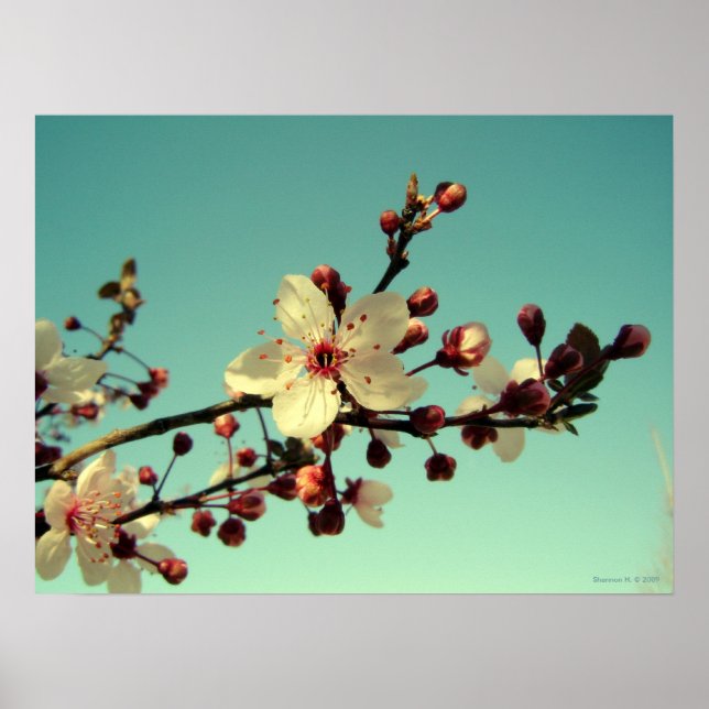Póster Florecimiento de cerezos en el Poster del cielo (Frente)